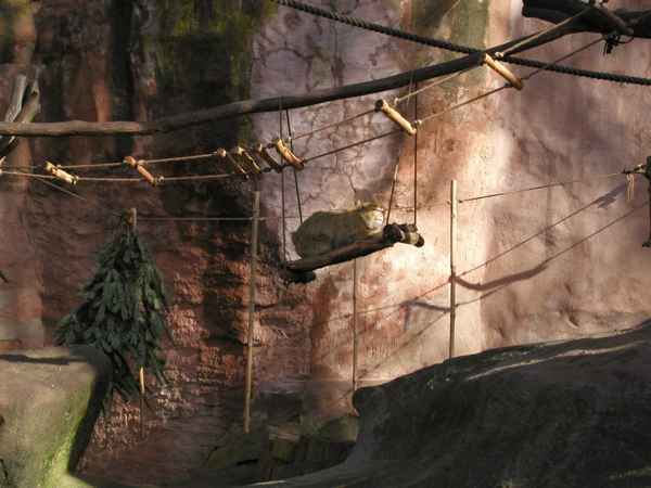 Affe