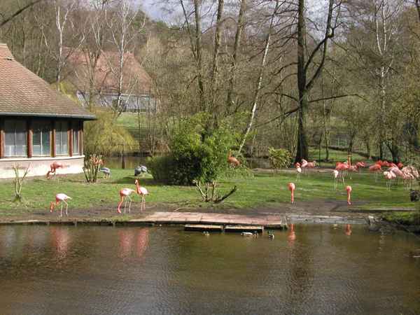 Flamingos