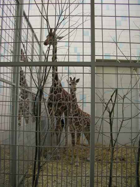 Giraffe