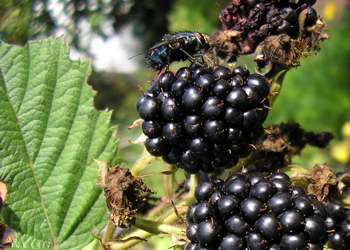 Brombeeren