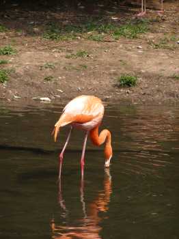 Fl1